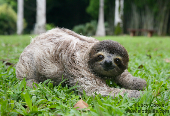 crawling sloth