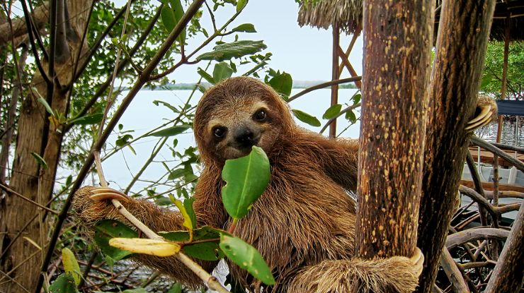 baby sloth eating