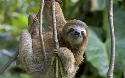 three toed sloth