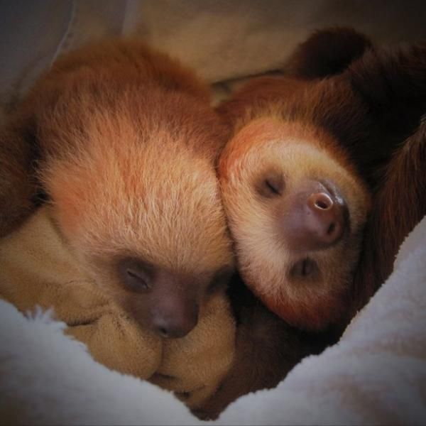 sleeping_baby_sloths