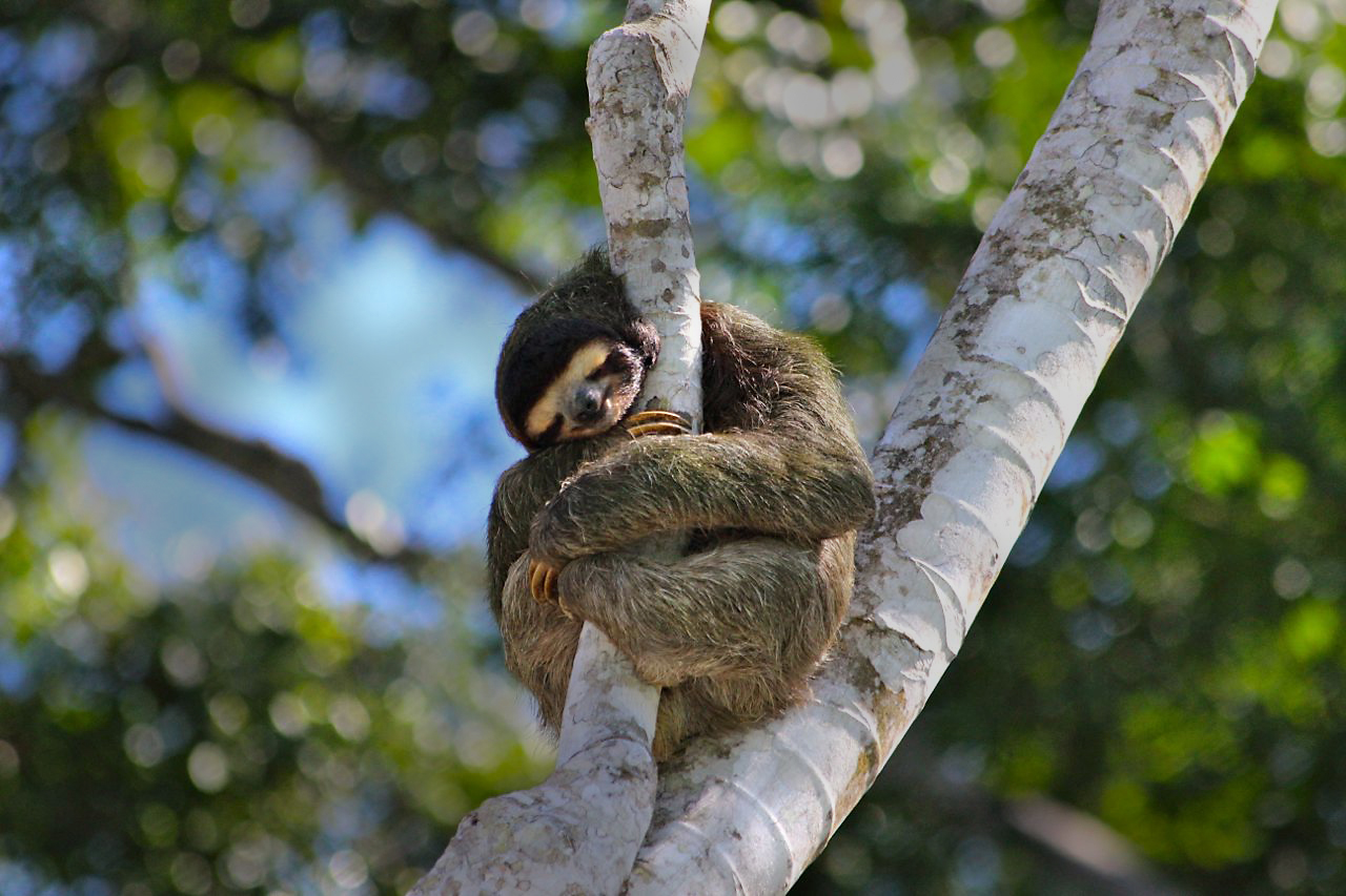 sleepy sloth