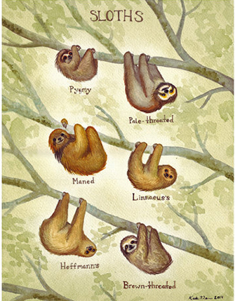 sloth_types